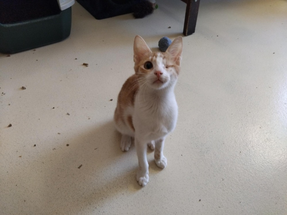 Animal à l'adoption