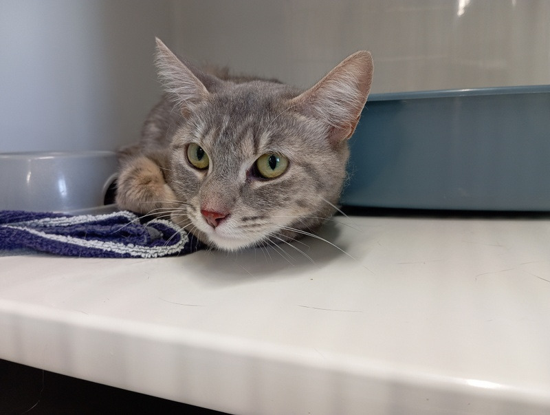 Animal à l'adoption