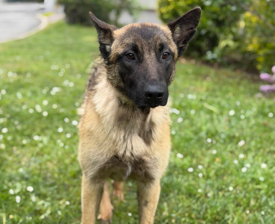 Animal à l'adoption
