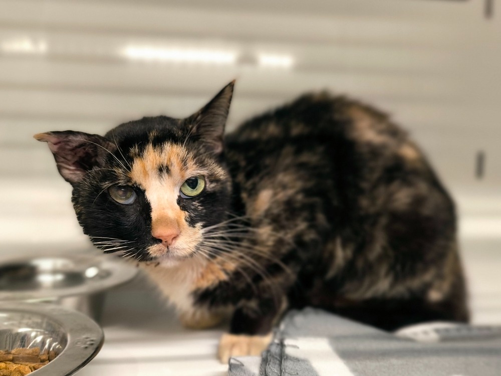Animal à l'adoption