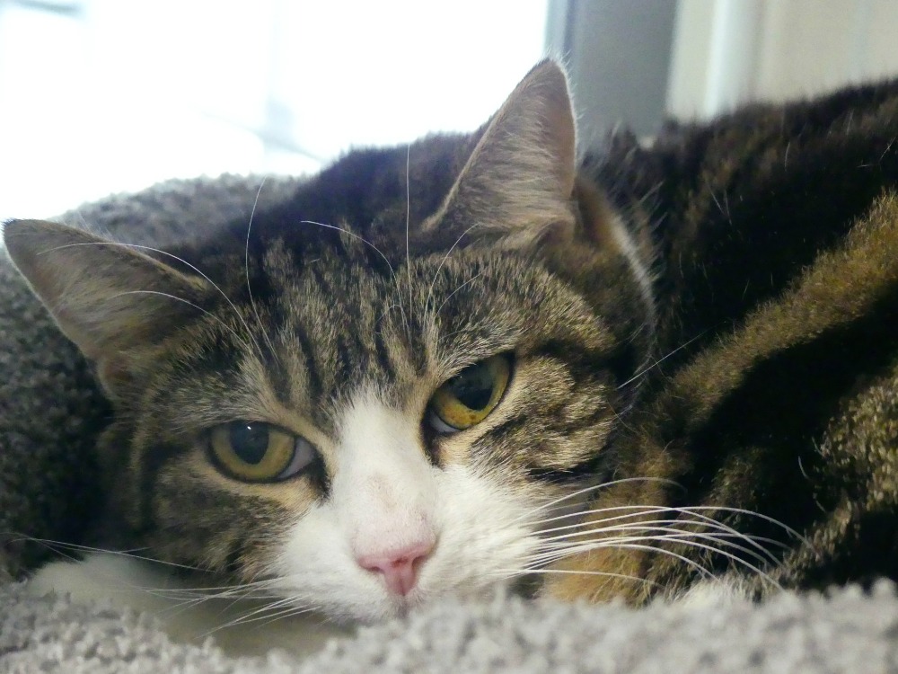 Animal à l'adoption