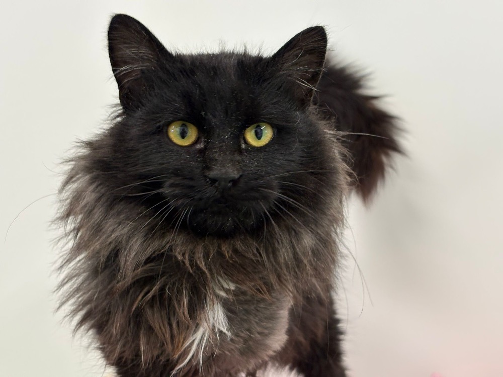 Animal à l'adoption