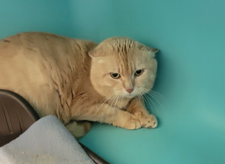 Garfield