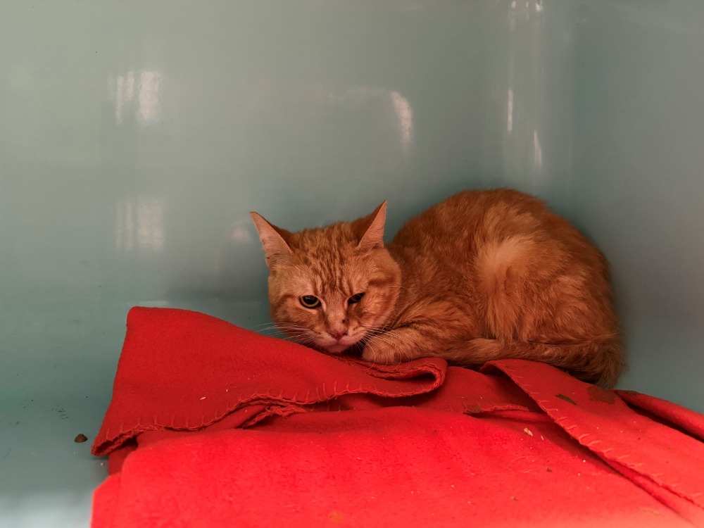 Garfield