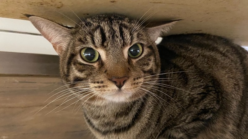 Animal à l'adoption