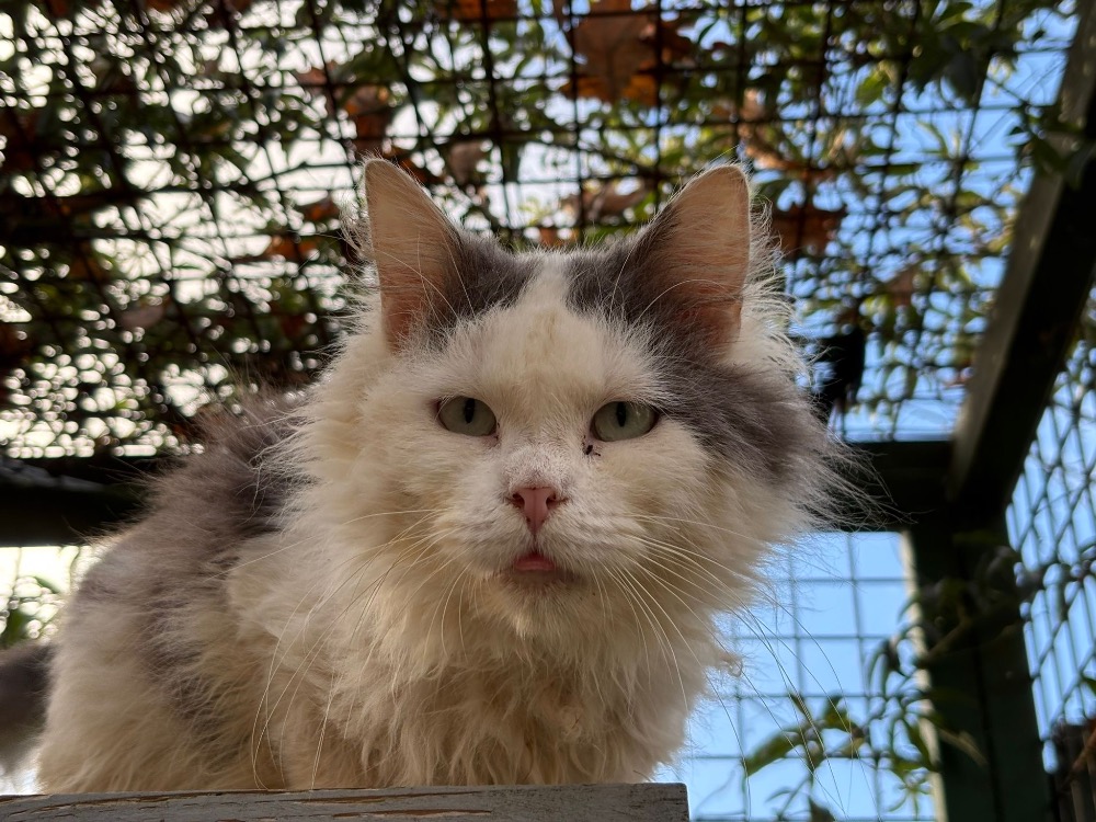 Animal à l'adoption