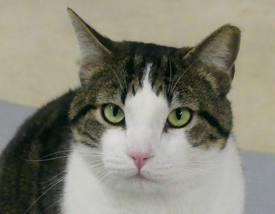 Animal à l'adoption