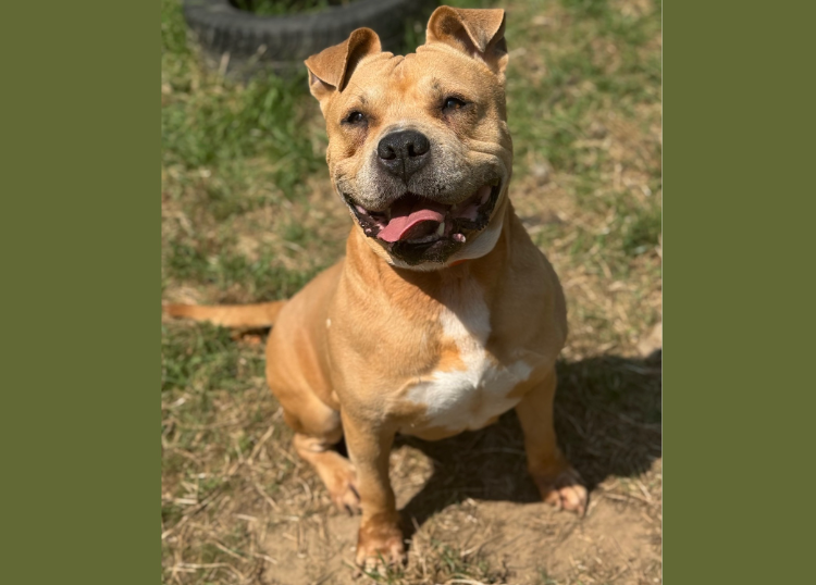 Animal à l'adoption