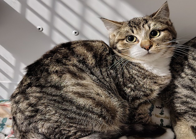 Animal à l'adoption