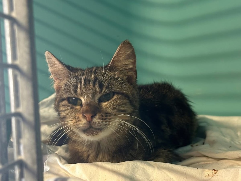 Animal à l'adoption