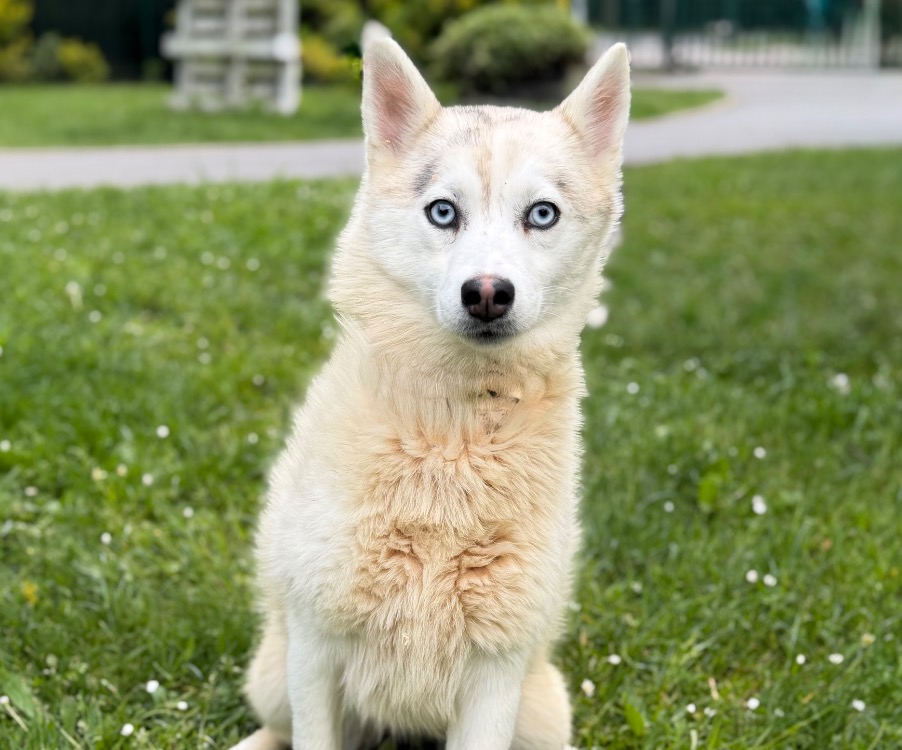 Animal à l'adoption