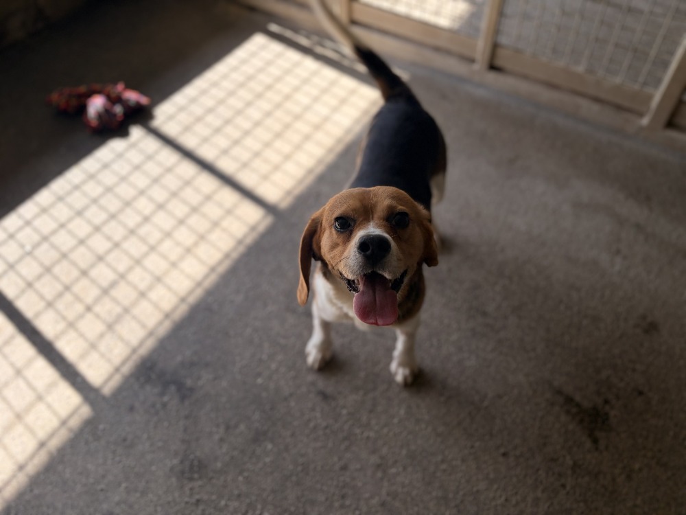 Georgie