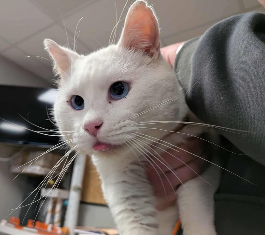 Animal à l'adoption