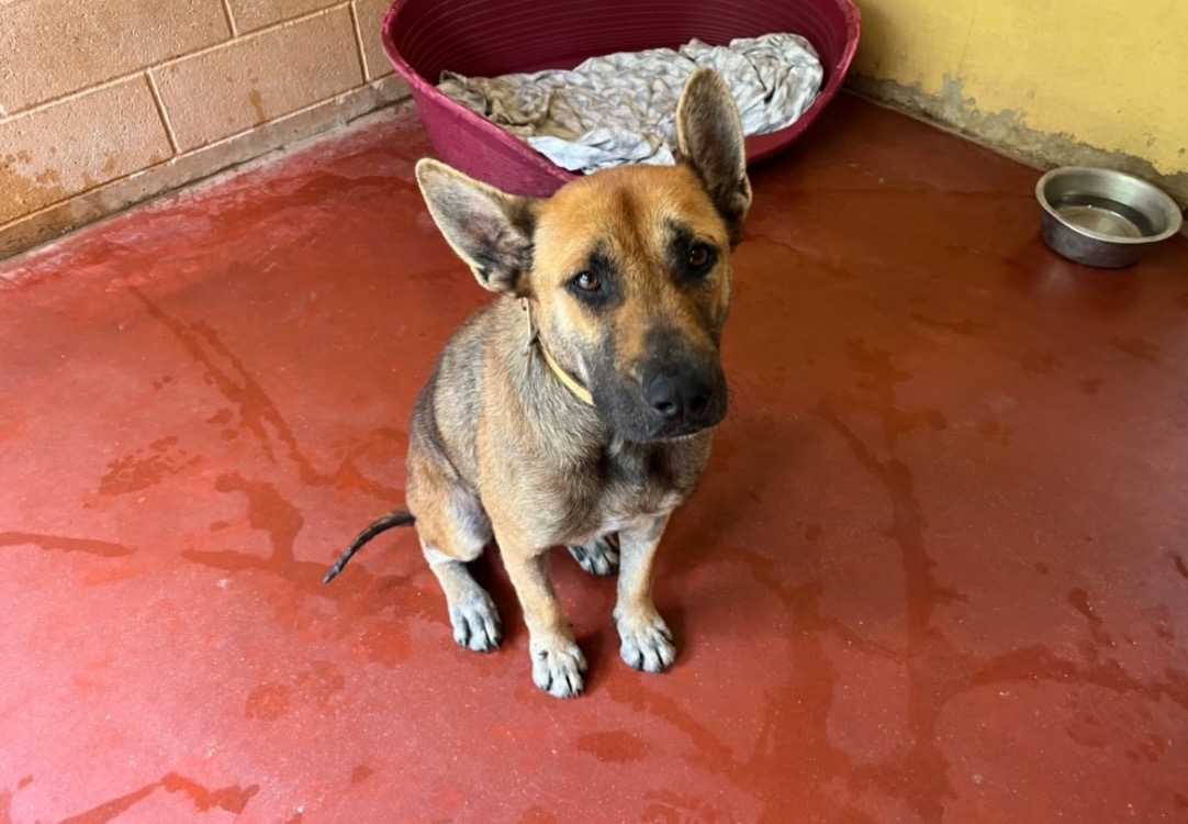 Animal à l'adoption