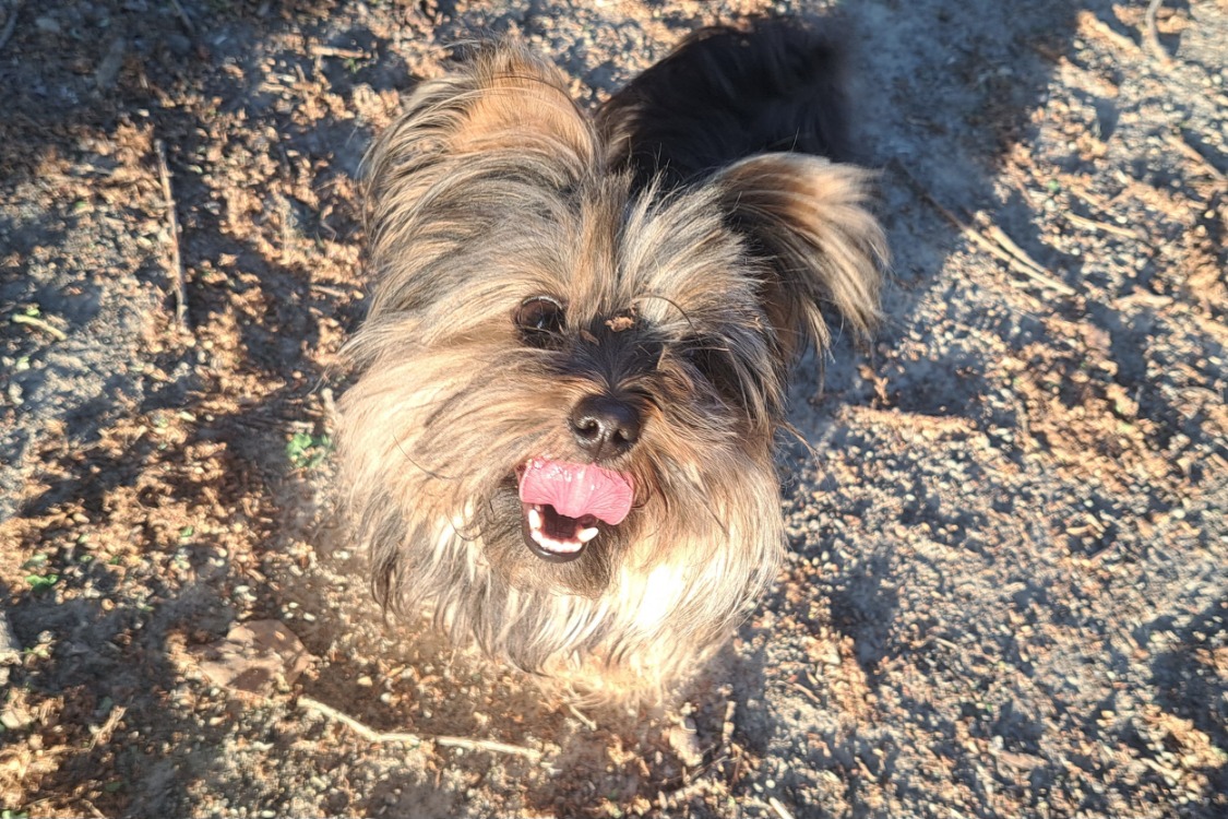 Animal à l'adoption