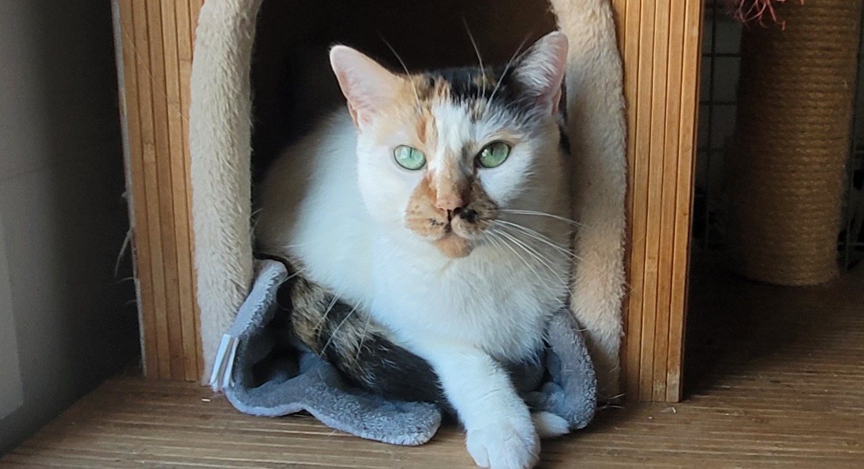 Animal à l'adoption