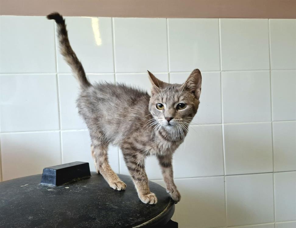 Animal à l'adoption