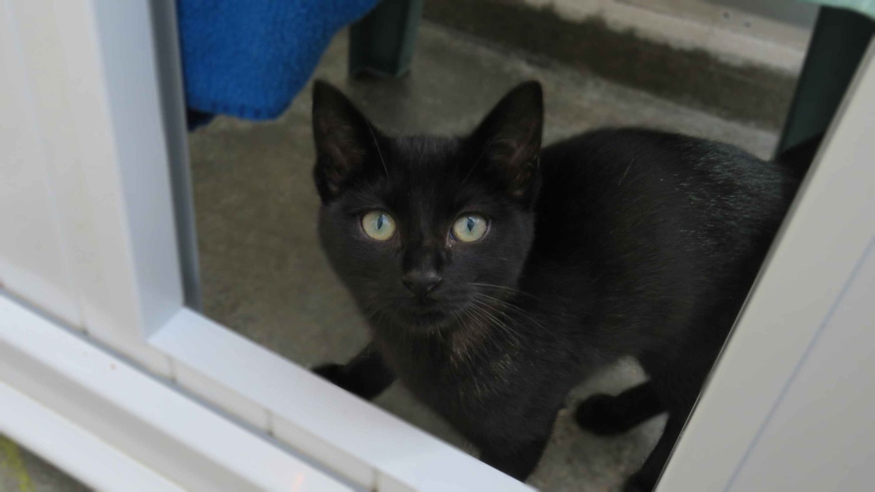 Animal à l'adoption