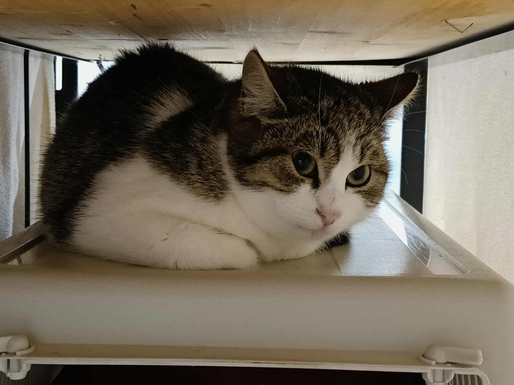 Animal à l'adoption