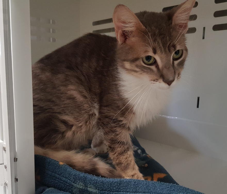 Animal à l'adoption