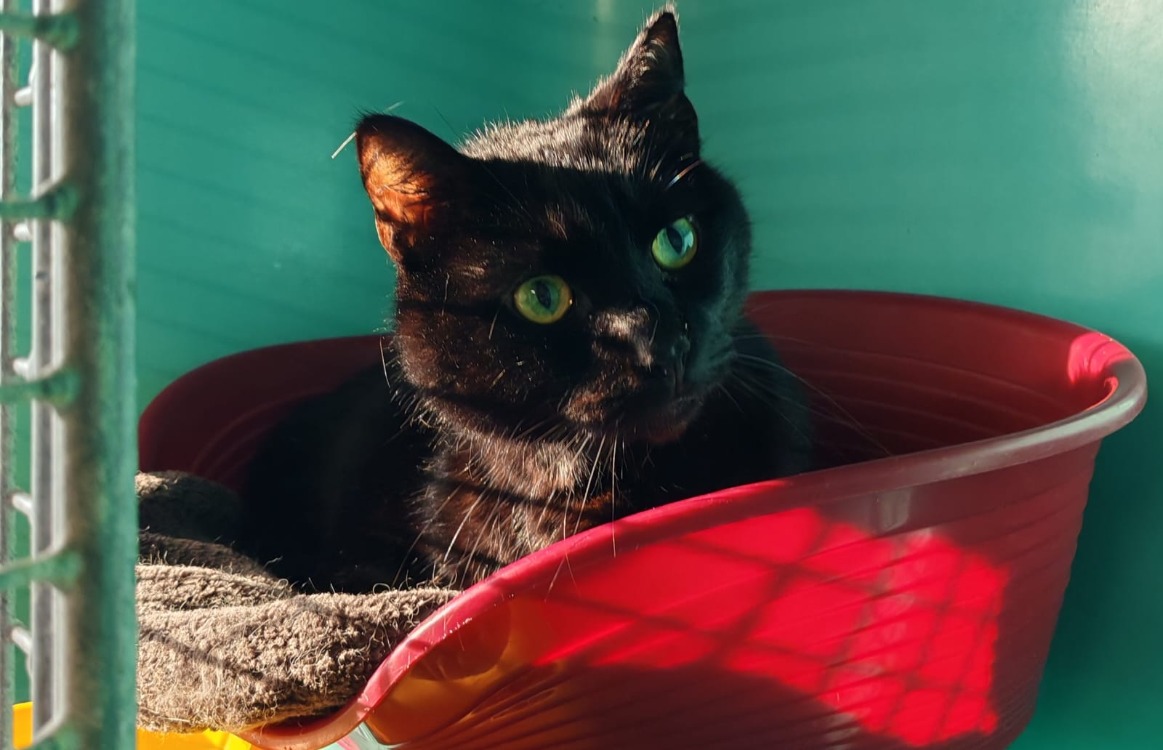 Animal à l'adoption