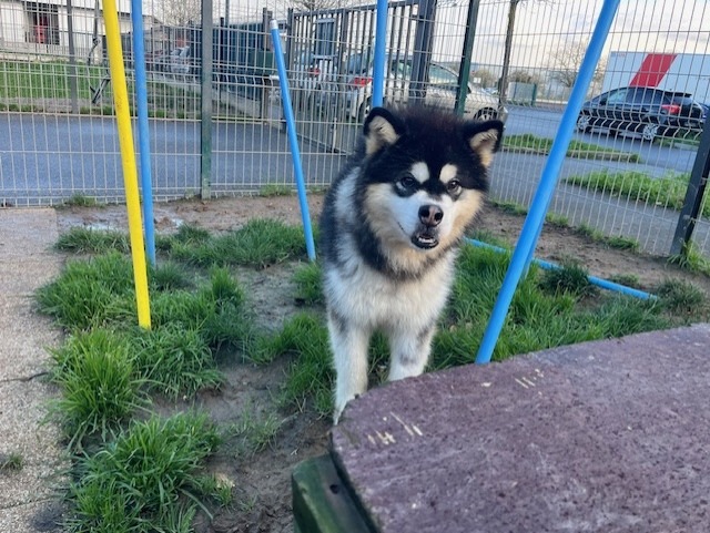 Animal à l'adoption
