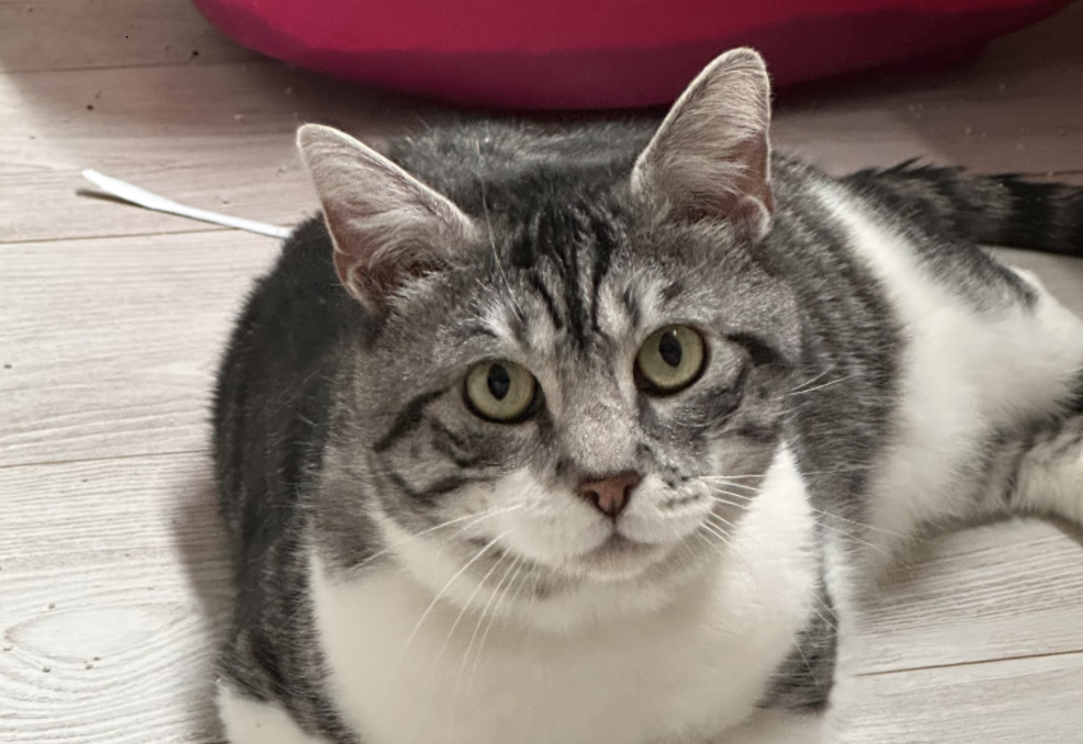 Animal à l'adoption