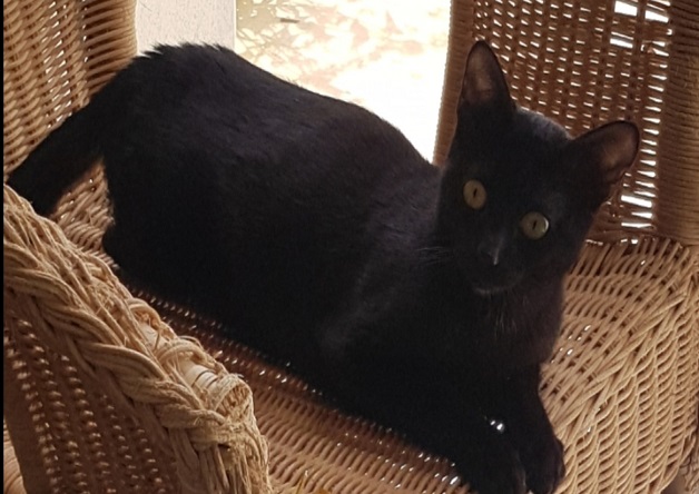 Photo de Grizzli