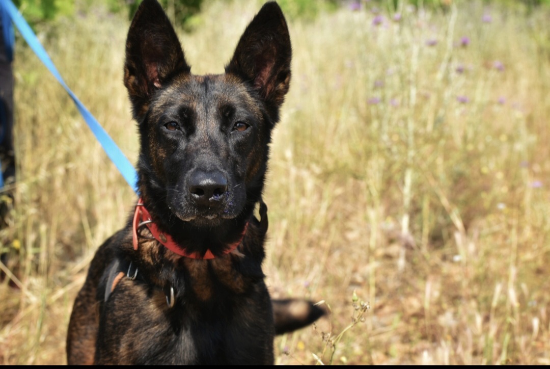 Animal à l'adoption