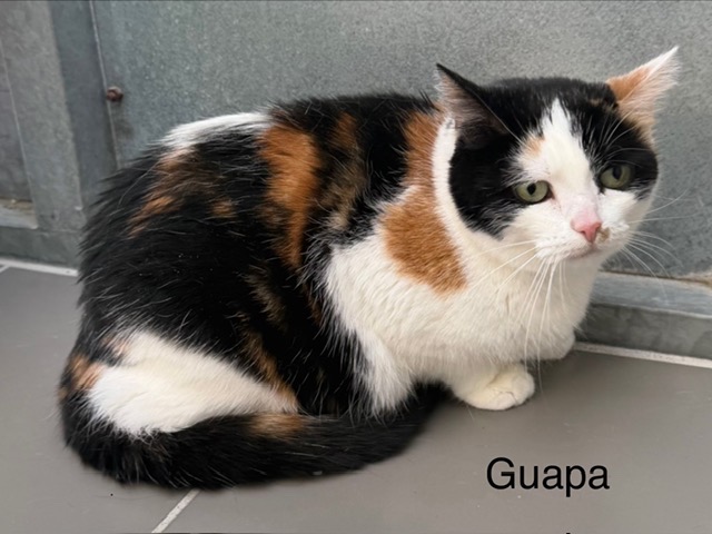 Guapa