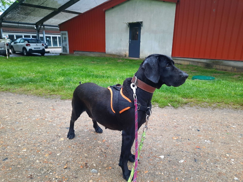 Animal à l'adoption