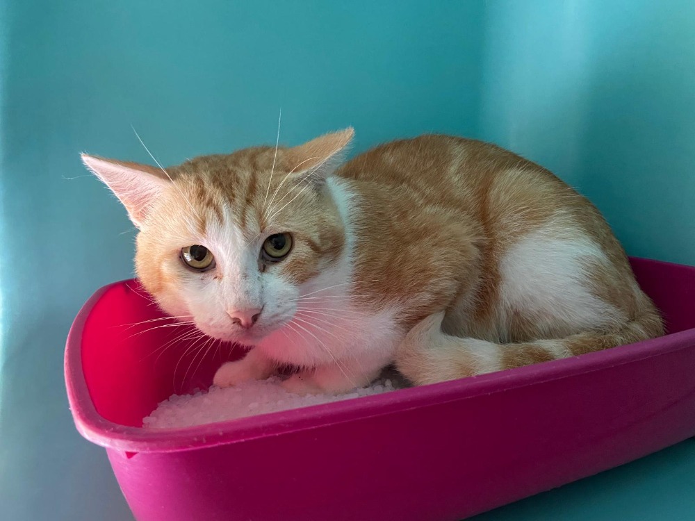 Animal à l'adoption