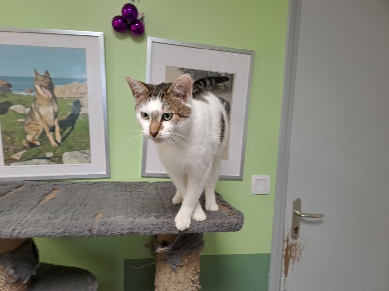 Animal à l'adoption