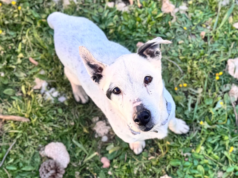 Gus