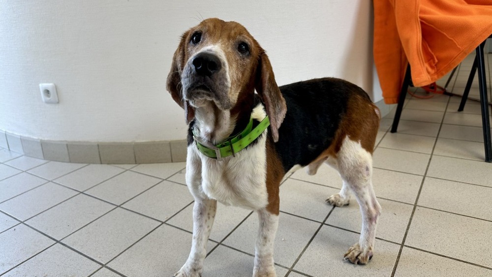 Animal à l'adoption