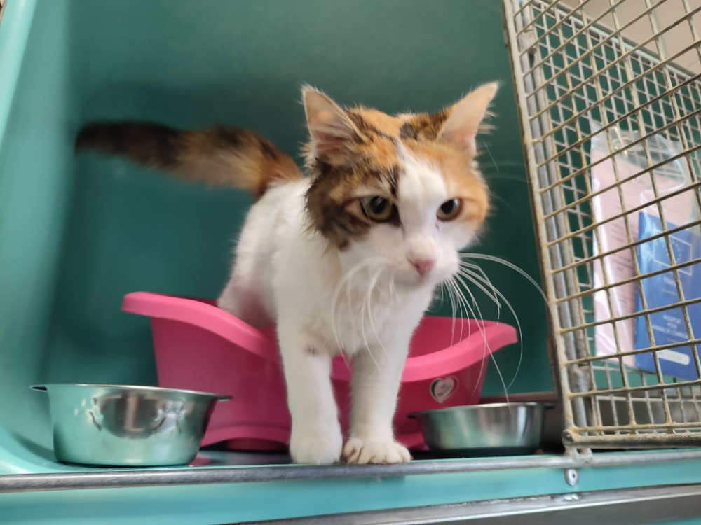 Animal à l'adoption