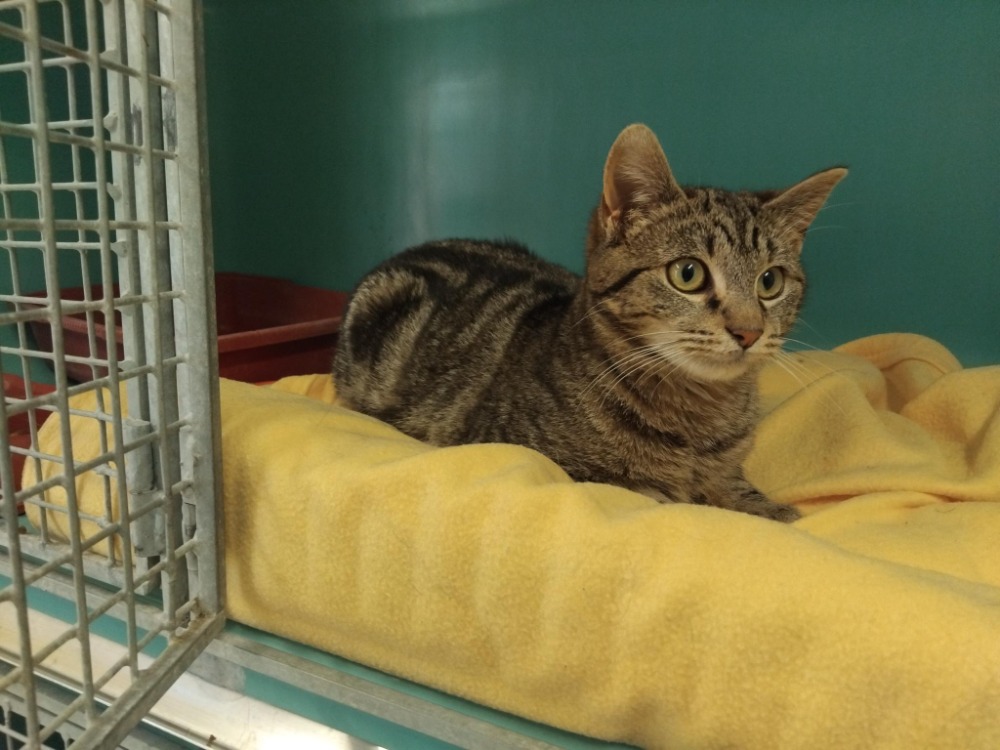 Animal à l'adoption