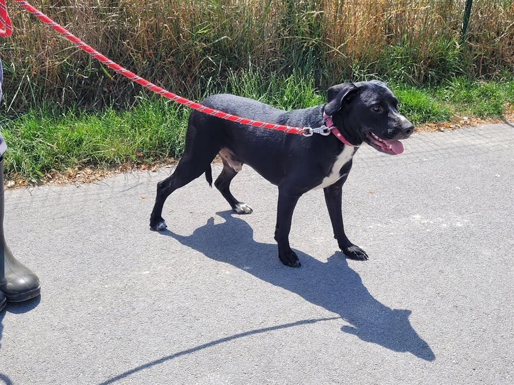 Animal à l'adoption