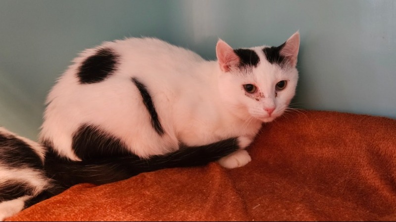 Animal à l'adoption