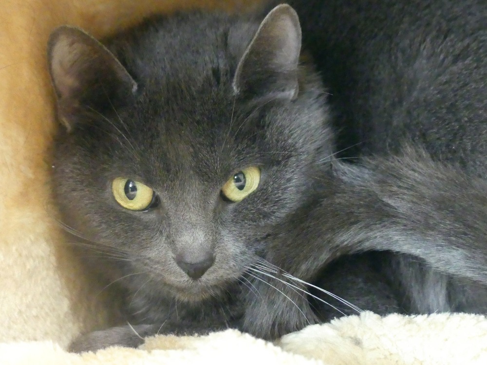 Animal à l'adoption