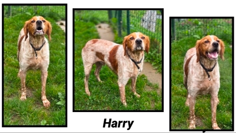 Harry
