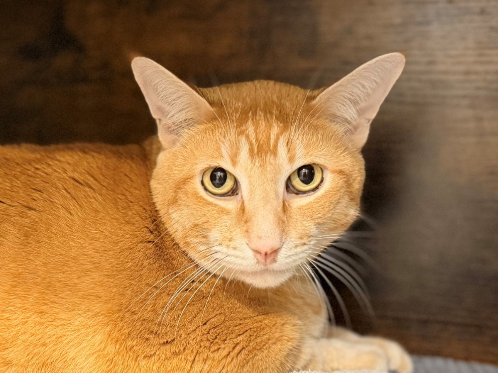 Animal à l'adoption