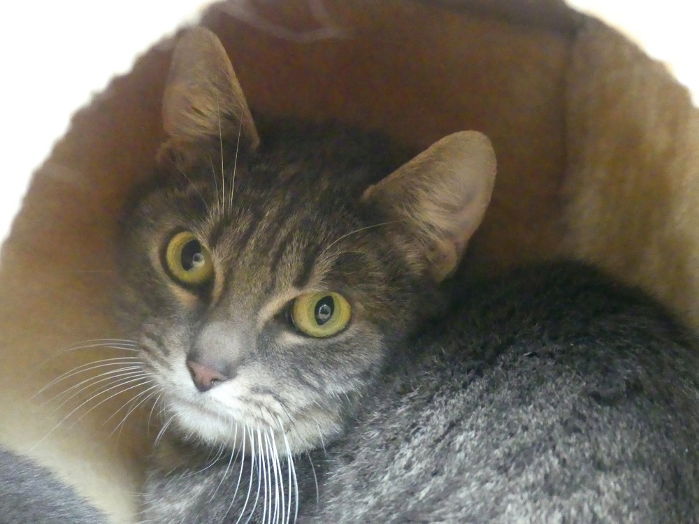Animal à l'adoption