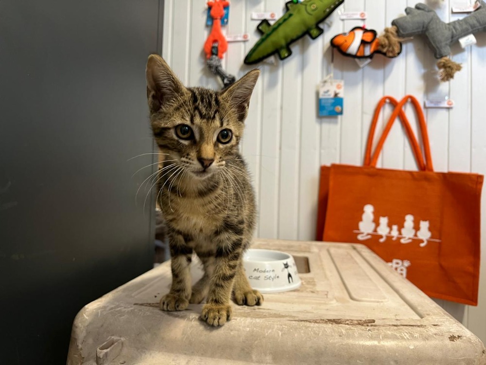 Animal à l'adoption