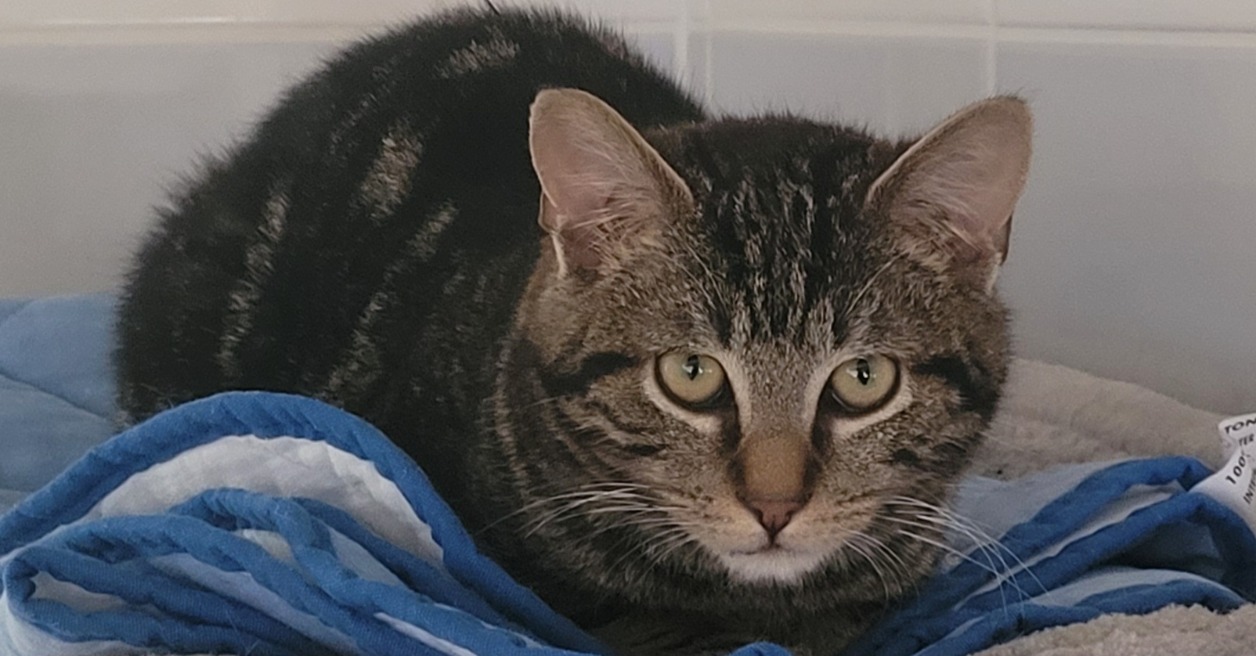 Animal à l'adoption