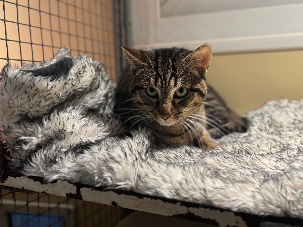 Animal à l'adoption