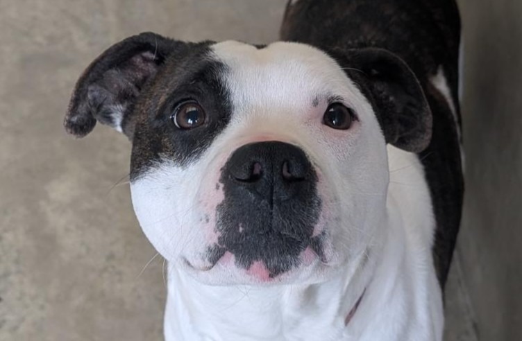 Animal à l'adoption