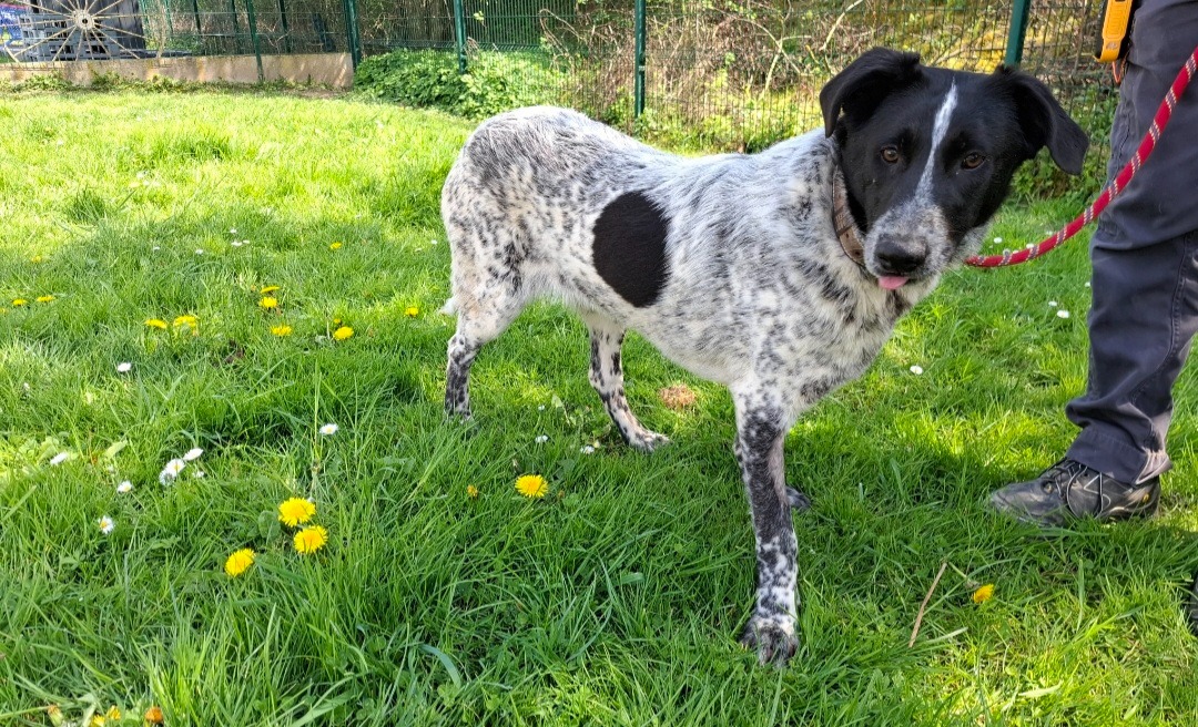 Animal à l'adoption