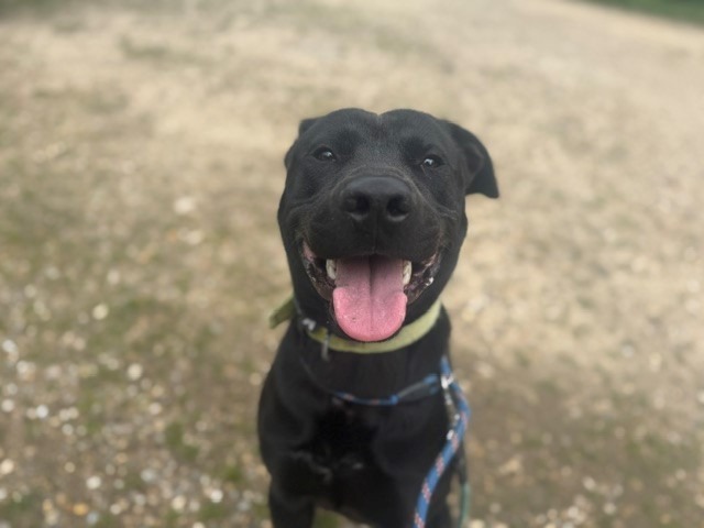 Animal à l'adoption