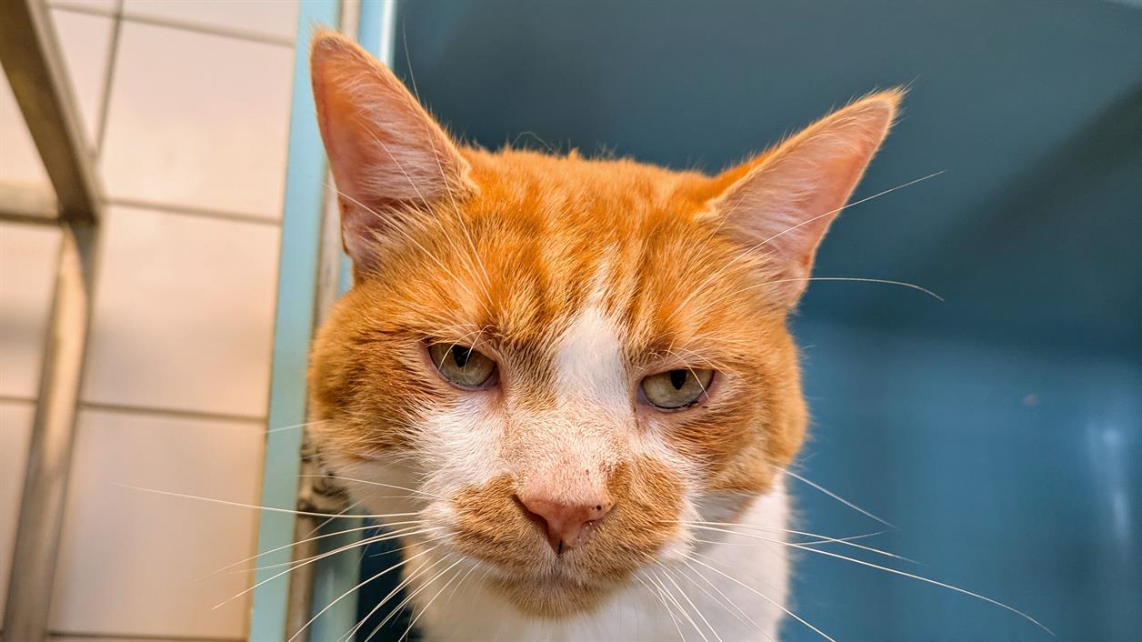 Animal à l'adoption